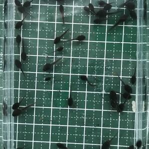 100匹+α10匹 ニホンアカガエル オタマジャクシ(アカガエル カエル)の画像5