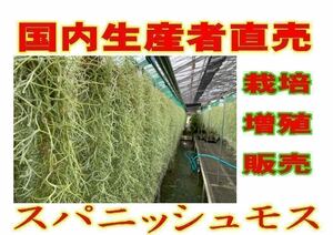  less pesticide production direct sale 1 bundle 100 gram 70. and more domestic cultivation futoshi leaf type u Sune oitesspanishu Moss air plant Tillandsia