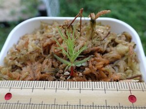 食虫植物 Roridula dentata　ロリズラ　デンタータ　1株　ドロセラ