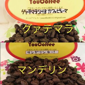 コーヒー豆 グァテマラ SHB カフェピューマ & 人気のマンデリンG-1 180gずつご注文後に焙煎　新鮮！ YouCoffee