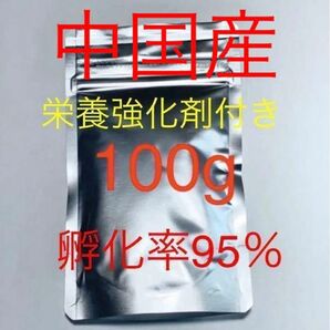 【コスパ抜群】高品質ブラインシュリンプ　中国産　栄養強化剤サンプル付き　