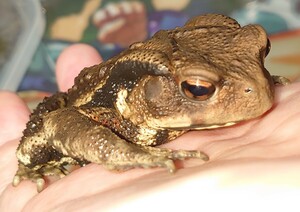 アズマヒキガエル ⑤ 静岡県