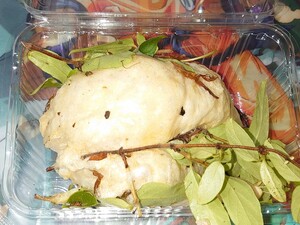 モリアオガエル 卵塊 ⑭ 静岡県