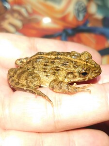 ツチガエル センターラインくん 静岡県