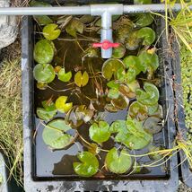 【Kazuのメダカ睡蓮ビオトープ】マニー・サイアム　小苗1株 耐寒性睡蓮 27_画像10