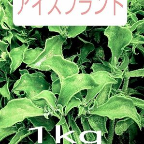 希少野菜 アイスプラント 1kg~ 無化成肥料栽培 常温発送 送料込み 農家直送