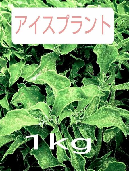 希少野菜 アイスプラント 1kg~ 無化成肥料栽培 常温発送 送料込み 農家直送