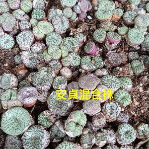 多肉植物　コノフィツム　 安貞　10玉セット