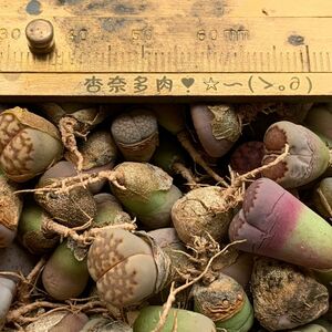 リトープス 多肉植物 100苗 お任せセット