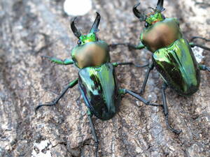 ラピス血統　ニジイロクワガタ　３♂１♀　A４