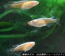 ◆御領めだか◆出品個体 　雲母（きらら)だるま♂２♀３＋ショート♂２♀１計８匹_画像6