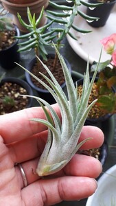 [ air plant ]chi Ran jia*. seedling 