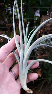 [ air plant ]chi Ran jia*mi can s. seedling 