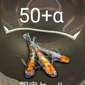 朱光菊　卵　50+α