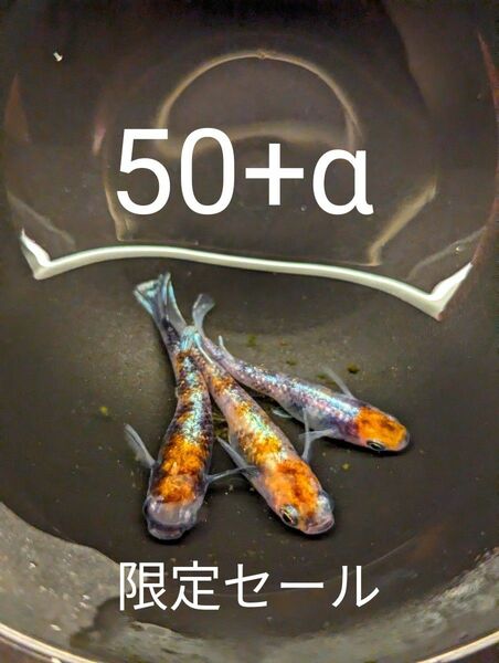 朱光菊　卵　50+α