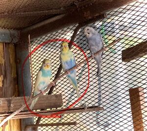 セキセイインコ2個　食用有精卵