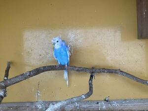 羽衣セキセイインコ2個　食用有精卵