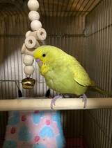 ジャンボセキセイインコ2個　食用有精卵_画像3