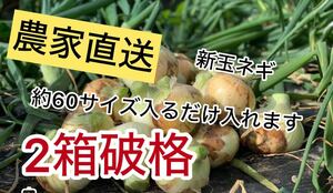 農家直送新玉ネギ約60サイズ入るだけ何と2箱発送