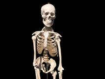 人体模型 等身大 ガイコツ 骨格 180cm 組み立て式 歯の付属品 病院 学校 研究所 アートアンドビーツ_画像2