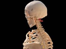 人体模型 等身大 ガイコツ 骨格 180cm 組み立て式 歯の付属品 病院 学校 研究所 アートアンドビーツ_画像10