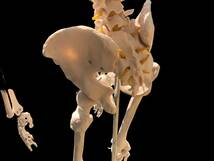 人体模型 等身大 ガイコツ 骨格 180cm 組み立て式 歯の付属品 病院 学校 研究所 アートアンドビーツ_画像6