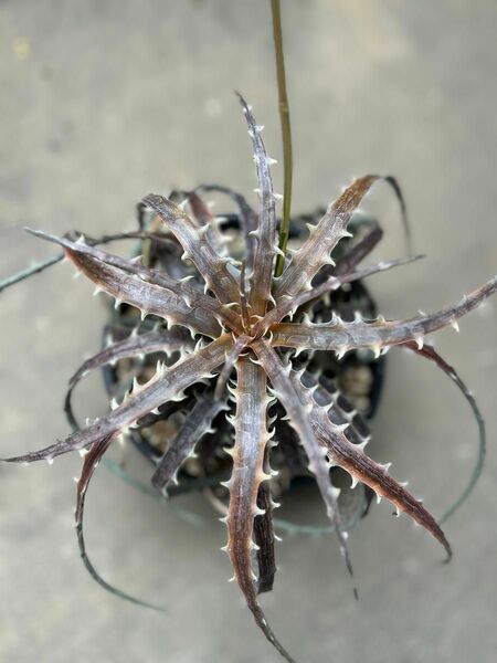 Dyckia ディッキア　Samed RTP