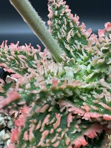 Aloe hyb アロエ ハイブリッド hybrid　C-8 多肉植物　サボテン