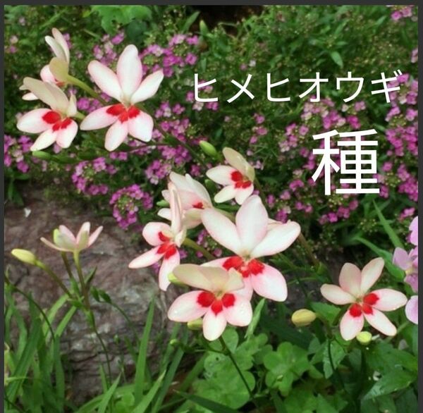 ヒメヒオウギ 種 白×赤ポイント 可憐な花 多年草 球根 花の種 耐寒性宿根草 増える植物 ガーデニング 初心者向け