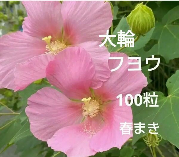 フヨウ 芙蓉 種 ピンク 大きな花 夏花 春まき 秋まき 芙蓉 花の種 多年草 ハイビスカスの仲間 種子 園芸初心者向け