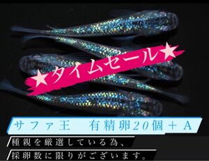 高級メダカ　サファ王　有精卵20個＋α サファイア×ラメ王