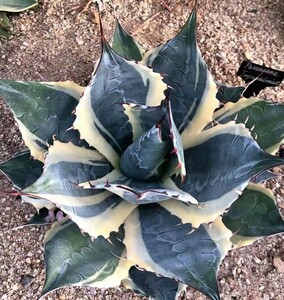 19 succulent plant agave palasana white . wheel . Imp reshoni -stroke finest quality . entering . stock 