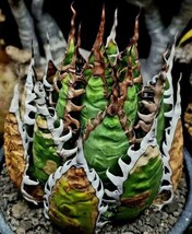 18多肉植物 アガベ ホリダ アメリカカリフォルニア超レア種優良血統 子株_画像1
