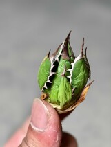 18多肉植物 アガベ ホリダ アメリカカリフォルニア超レア種優良血統 子株_画像5