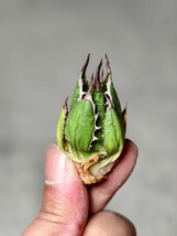 18多肉植物 アガベ ホリダ アメリカカリフォルニア超レア種優良血統 子株_画像2