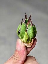 18多肉植物 アガベ ホリダ アメリカカリフォルニア超レア種優良血統 子株_画像4