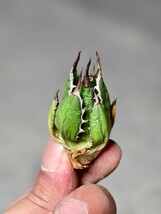 18多肉植物 アガベ ホリダ アメリカカリフォルニア超レア種優良血統 子株_画像3