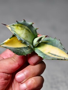 29希少　AGAVE アガベ アメリカーナ　縞斑　斑入り　レア斑　極上斑　Agave americana cv. striata