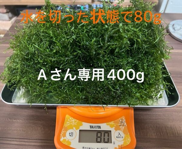 南米ウィローモス80g 無農薬　メダカの産卵床　エビ