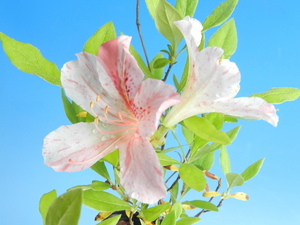 絞り(朱紅系)咲 山ツツジ　Ａ・珍品・花木・山野草