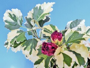 斑入(濃赤牡丹咲)ムクゲ　B・珍品・花木・山野草