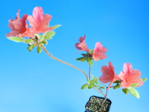 [金毛ツツジ]　・珍品・花木・山野草