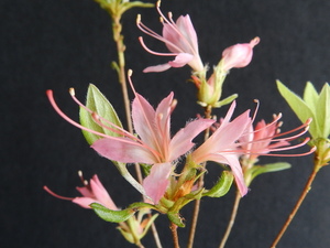  miso ..( a little tube shape...) peach .( white ~. green middle ~ bottom .) flower small wheel mountain azalea B* rare article * Hanaki * fields and mountains grass 