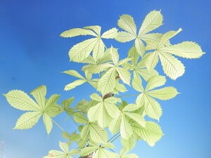 斑入(白曙～緑葉脈斑紋) トチノキ　・珍品・花木・山野草