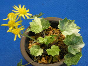 . go in ( spring .). farfugium japonicum B* rare article * Hanaki * fields and mountains grass 