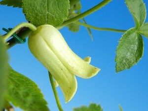 青軸.素心花　ハンショウヅル　・珍品・花木・山野草