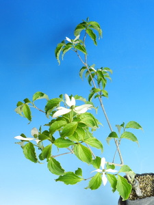  small tree blooming many flower . mountain prevention [...] B* rare article * Hanaki * fields and mountains grass 
