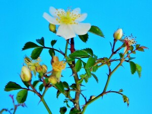  Japan most small noi rose [ Sanyo rose ](5/29 presently ... attaching ) A* rare article * Hanaki * fields and mountains grass 