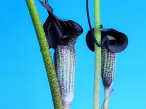 黒花 姫ウラシマ草　Ａ・珍品・花木・山野草・天南星