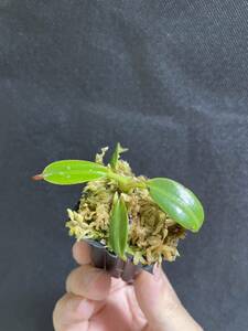 Nepenthes edwardsiana Tambuyukon seed grown ネペンテス　 食虫植物